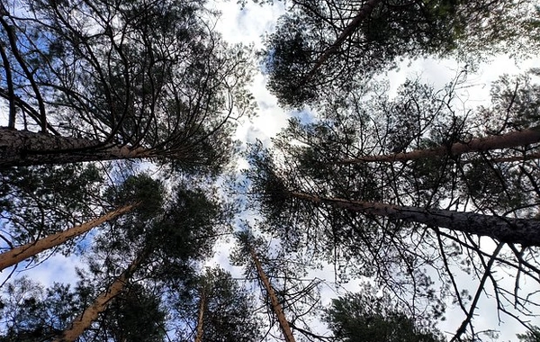 Russian actress got lost in the forest and died