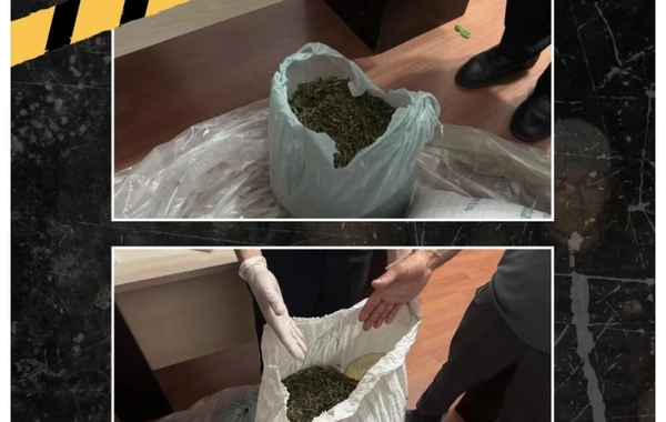 İsmayıllıda meşə ərazisində külli miqdarda narkotik vasitə aşkarlanıb