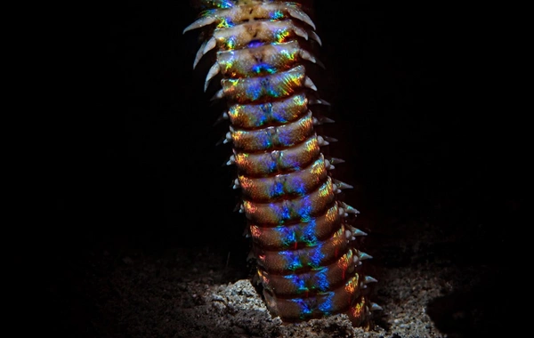 Таинственное существо вынесло на берег в Великобритании