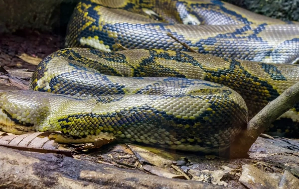 İndoneziyada nəhəng piton qadını diri-diri uddu