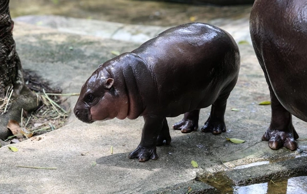 Eskobarın begamotlarının bir hissəsi məhv ediləcək