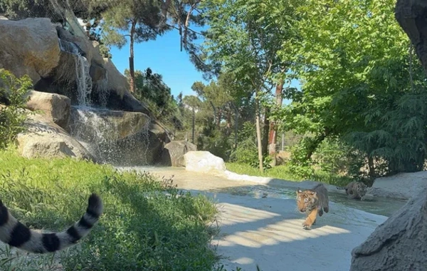 Bakı Zooloji Parkında Amur pələngi balaları dünyaya gəlib