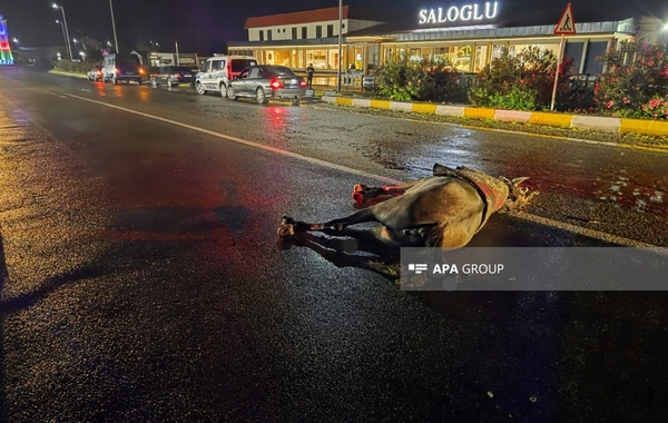 Ağstafada maşın atı vurub, sürücü xəsarət alıb