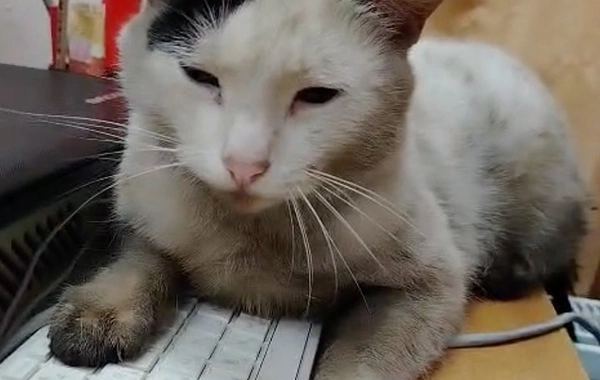 Tuapsedə PUA hücumundan sonra "qara yağış" canlılara ZƏRƏR VURUB