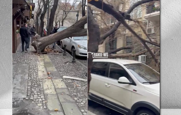 Bakıda ağac kökündən sındı