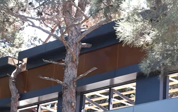 Sabunçuda park ərazisində ağaclar kəsilib? – Araşdırmanın nəticəsi məlum oldu