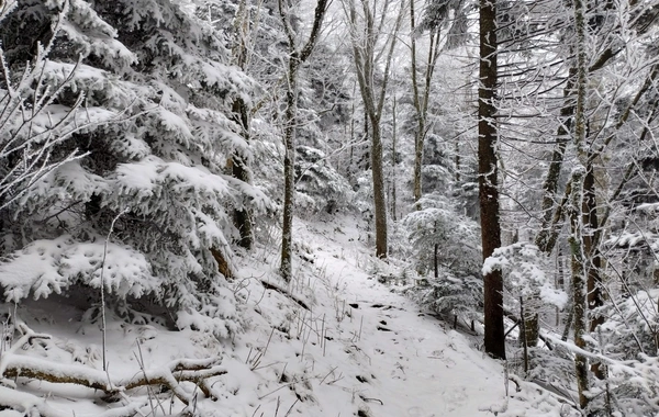 Laçın ağ örpəyə bürünüb