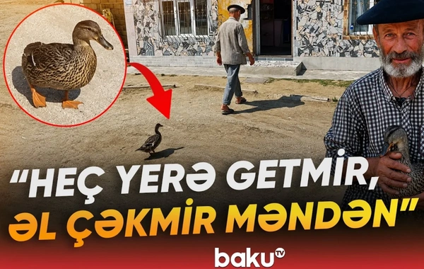 Lənkəranda qeyri-adi ördək: Tənha sahibinin yanından ayrılmır