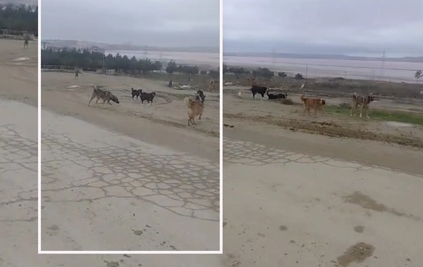 Masazırda küçə itləri insanlara belə hücum edir - ANBAAN VİDEO