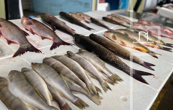 Ət əvəzinə hamı balıq alır - Bazarda SON QİYMƏTLƏR