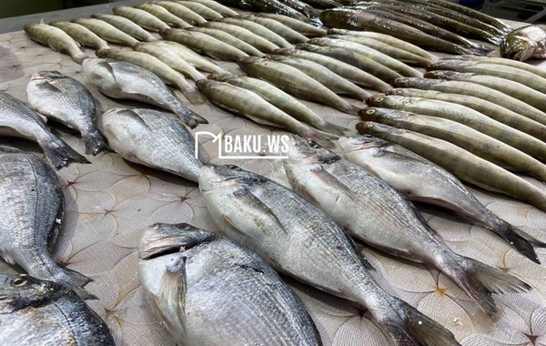Azərbaycanda balıqlarla bağlı YENİLİK - Gələn ildən...