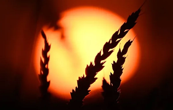 Два десятка стран отказались от российской пшеницы