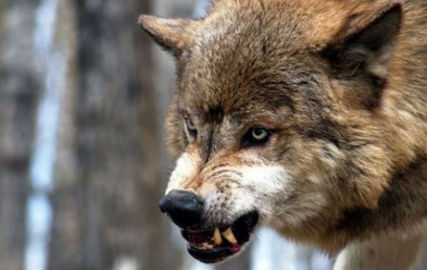 Kürdəmirdə canavarlar daha bir kəndə hücumu edib