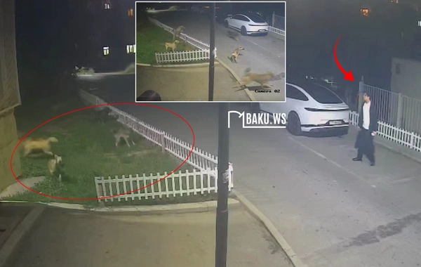 Bakıda sahibsiz itlər sakinlərə hücum etdi - ANBAAN GÖRÜNTÜ
