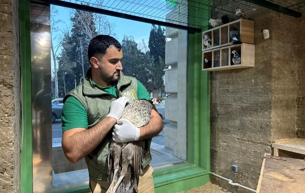 "Poniland"də qanunsuz saxlanılan vəhşi heyvanlar xilas edilib