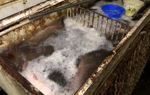 Bakıdakı bazarlardan birində balıq kürüsü satışında ciddi nöqsanlar aşkarlanıb