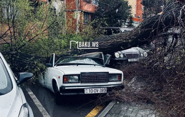 Bakıda ağac maşının üzərinə aşdı