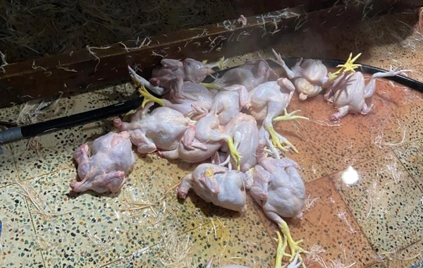 Xırdalanda 2 min ev quşunun qanunsuz kəsildiyi sexin fəaliyyəti məhdudlaşdırılıb