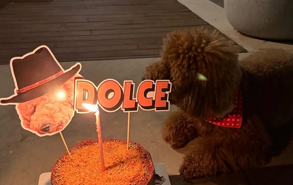 Nəsrin Cavadzadə iti Dolceyə ad günü keçirdi