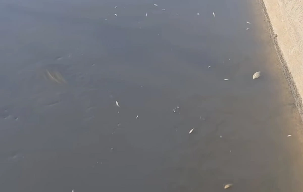 Abşeronda minlərlə balıq tələf olub