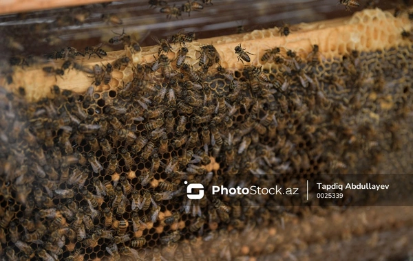 Почему в Загатале массово гибнут пчелы?