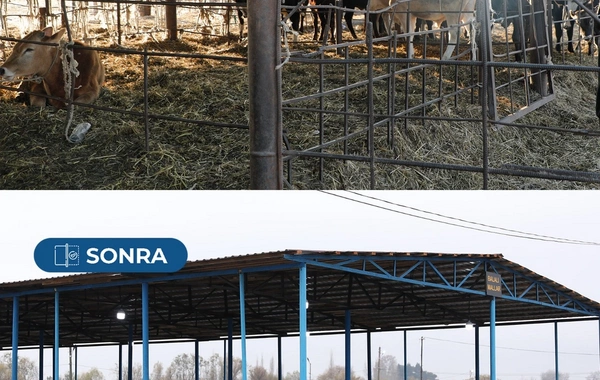 Bərdə heyvan satışı bazarı yenidən fəaliyyətə başlayıb