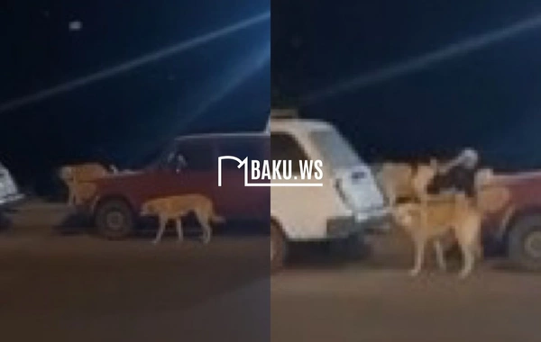 Gəncədə küçə itləri insanlara hücum edir – Sakinlər narahatdır