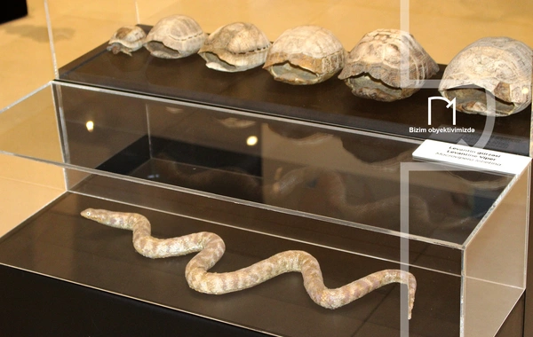 Palçıq Vulkanları Turizm Kompleksi – Azərbaycanın təbiət möcüzələrinə açılan yeni qapı