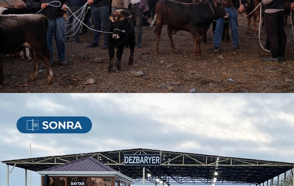 Bərdə heyvan satışı bazarı yenidən fəaliyyətə başlayıb