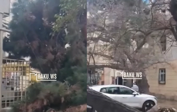 Paytaxtın bu hissəsində irigövdəli ağac aşdı