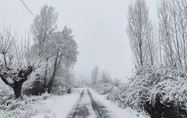 Zaqatalada qarın hündürlüyü 41 sm-ə çatıb - FAKTİKİ HAVA
