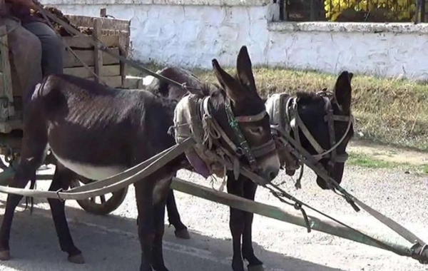 Bakıda zibili eşşək arabası ilə daşıyırlar? - AÇIQLAMA