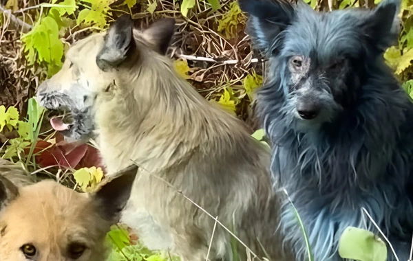 Çernobılda mavi it görünüb