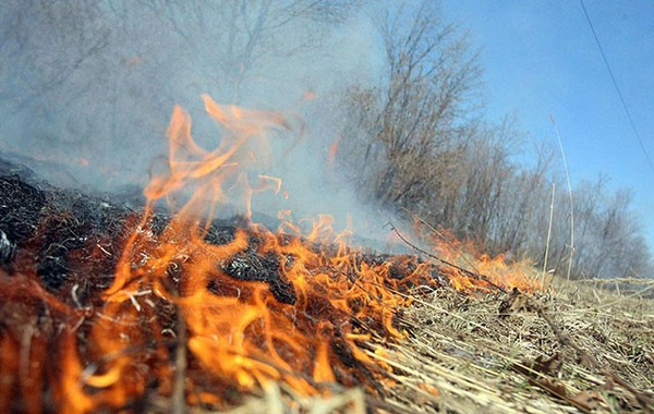 Lerikdəki yanğınların səbəbkarı onlar imiş - Biri uşaqdır