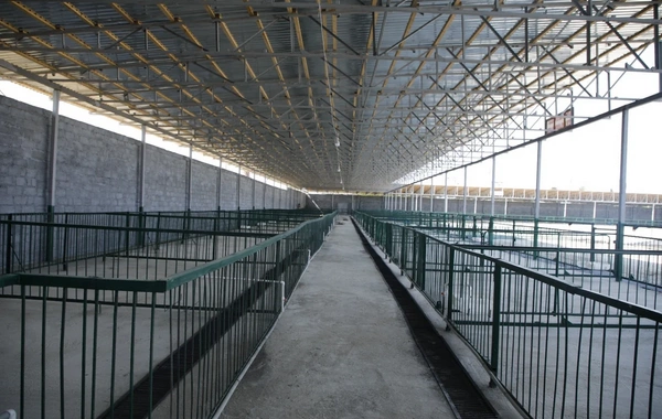 Binə qəsəbəsində yeni heyvan bazarı fəaliyyətə başlayıb