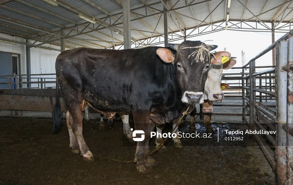 Dana əti niyə bahalaşır? - Fermerlərdən diqqətçəkən AÇIQLAMA