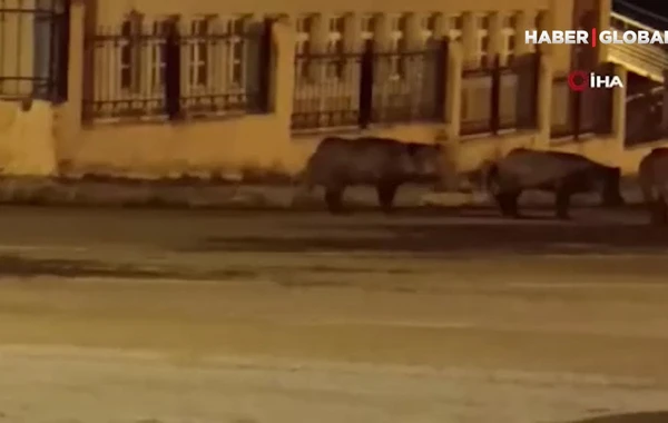 Türkiyədə ac donuz sürüsü şəhərə hücum edib