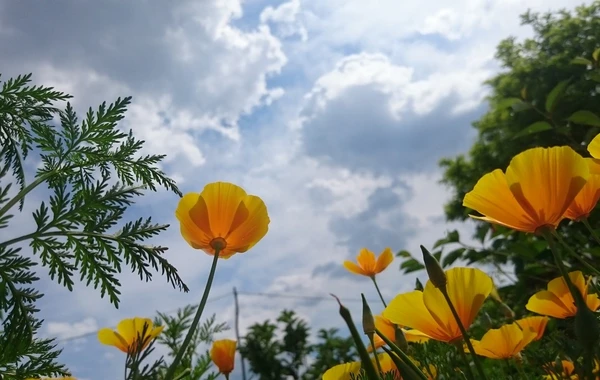 Sabah Azərbaycanda 36° isti olacaq