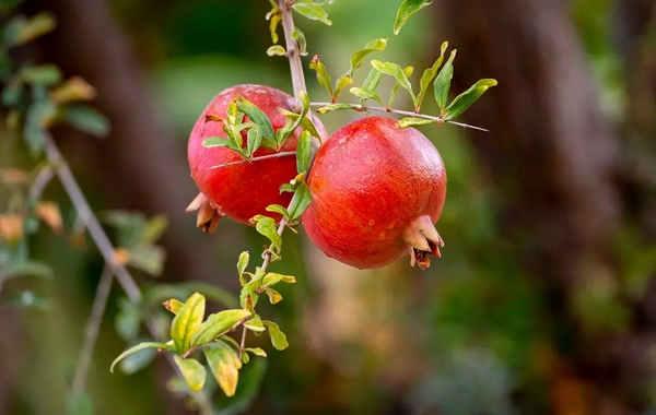 В листьях граната нашли вещество для защиты нервов и сердца