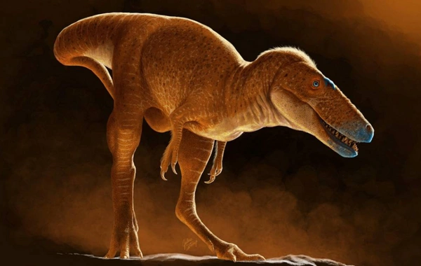 Alimlər 80 milyon il əvvəl yaşamış dinozavrın yeni növünü kəşf edib