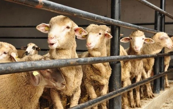 Bu ölkəda qurban kəsilməsi qadağan edildi