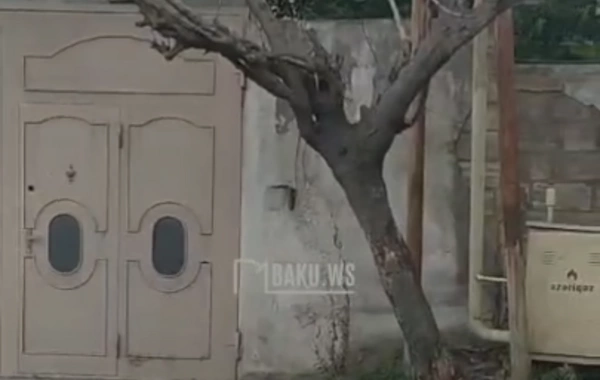 Yasamalda qurumuş ağac təhlükə saçır: "Bir az güclü külək olsa, kiminsə üstünə aşacaq"