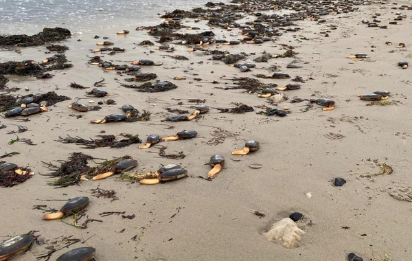 Britaniyada sahilə çoxsaylı qorxunc canlılar çıxıb