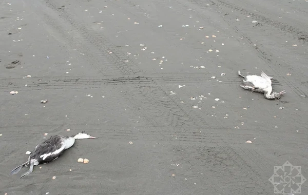 На побережье Каспия в Хачмазе погибли тысячи поганок