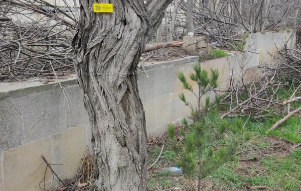 Elmi Cərrahiyyə Mərkəzi: Kəsilən ağaclar quru və qəzalı vəziyyətdə olub