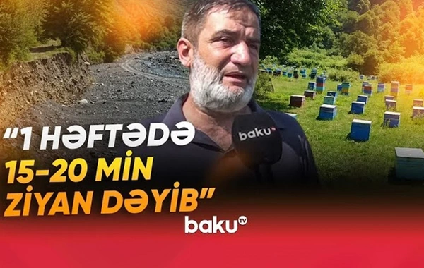 Arıçıların başına oyun açan hadisə: Baxımsızlıqdan 250 min ailə qalıb - VİDEO