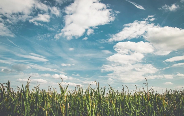 Названа причина теплой погоды в Азербайджане в феврале