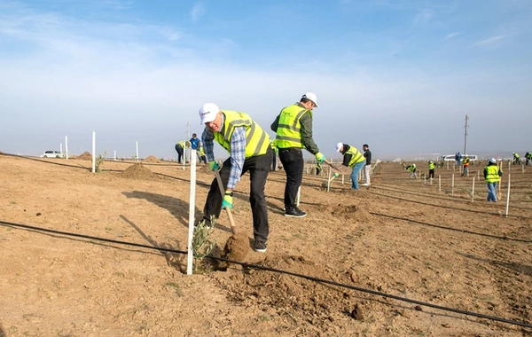 "SOCAR Midstream" ağacəkmə aksiyası keçirib