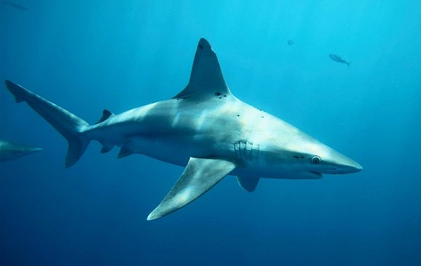 Kayman adaları sahillərində akula məşhur fotoqrafı dişləyib