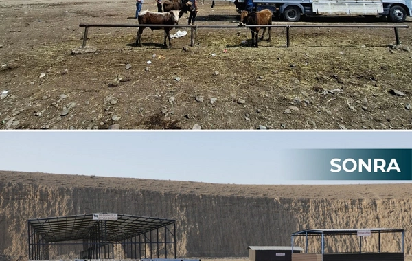 İki rayonda heyvan bazarları fəaliyyətə başlayıb